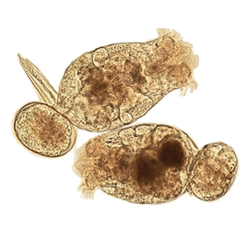 Rotifers Plexx